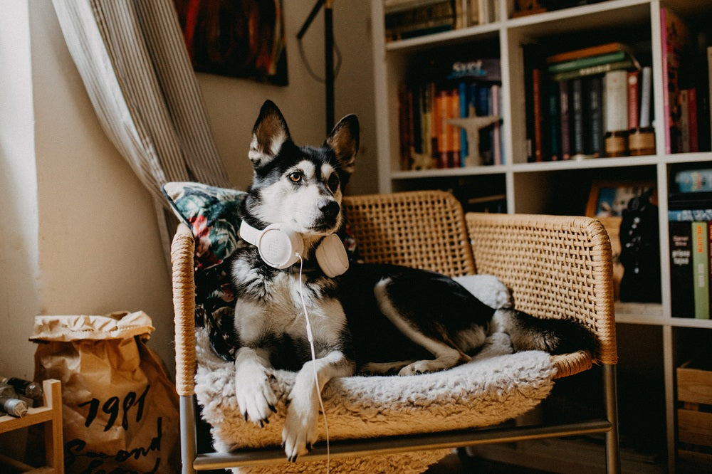 Hund auf einem Sessel