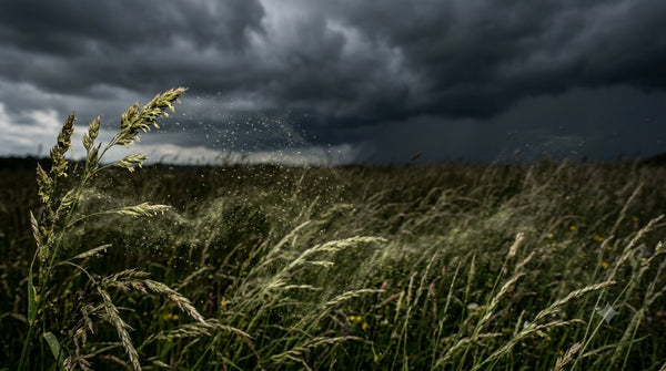 Gewitterasthma: Warum Sommergewitter für Allergiker gefährlich werden